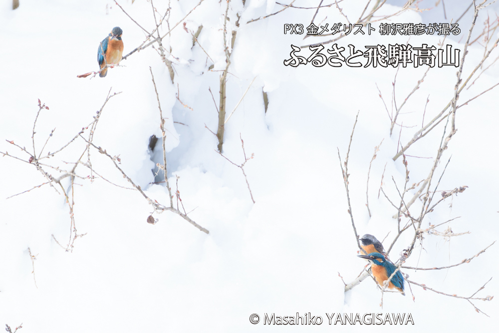 　撮影・柳沢雅彦