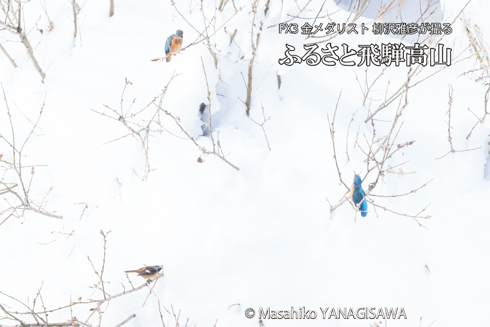 　撮影・柳沢雅彦