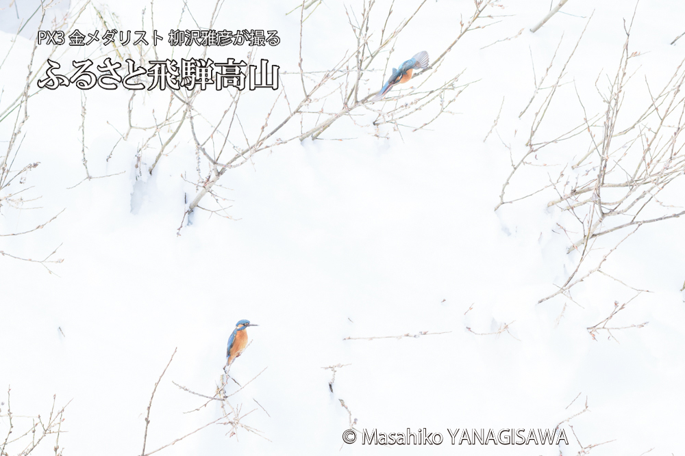 　撮影・柳沢雅彦