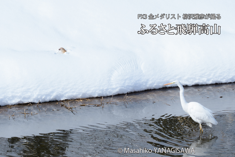 　撮影・柳沢雅彦