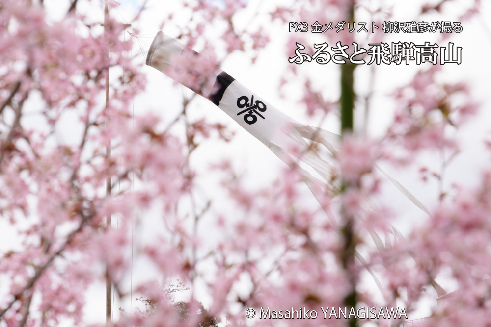 春の高山祭（山王祭）　撮影・柳沢雅彦