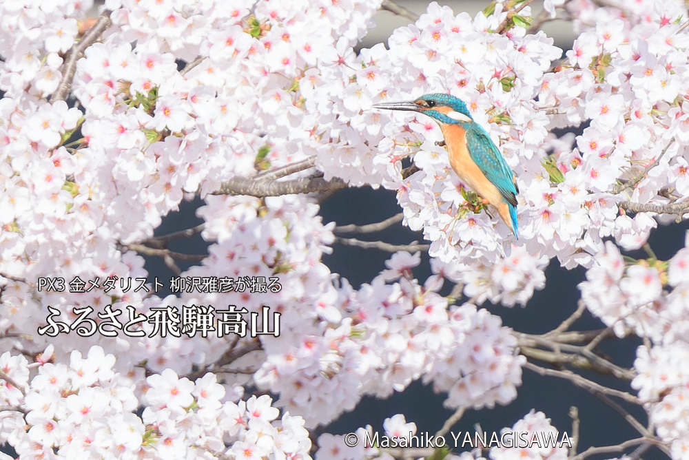 春の高山祭（山王祭）　撮影・柳沢雅彦