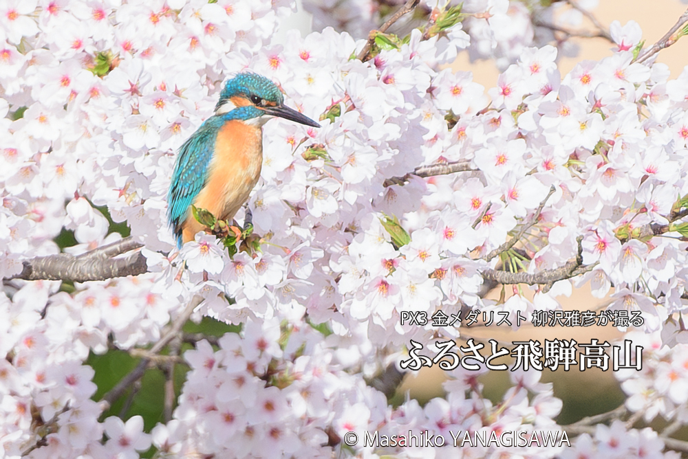 春の高山祭（山王祭）　撮影・柳沢雅彦