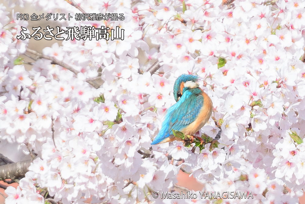 春の高山祭（山王祭）　撮影・柳沢雅彦