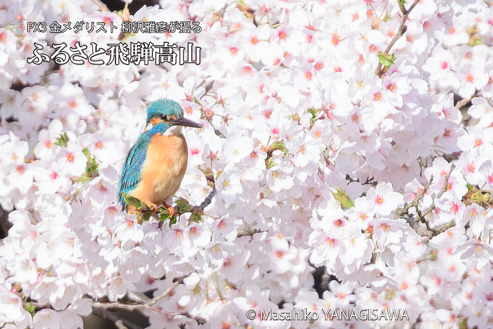 春の高山祭（山王祭）　撮影・柳沢雅彦