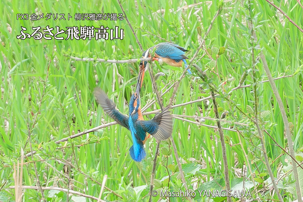 春の高山祭（山王祭）　撮影・柳沢雅彦