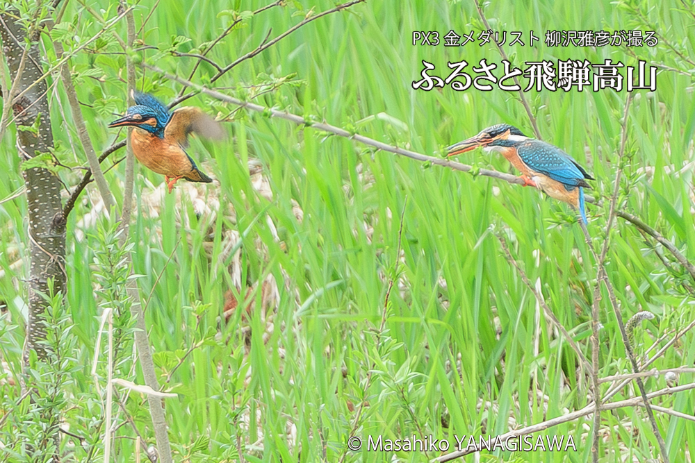 春の高山祭（山王祭）　撮影・柳沢雅彦