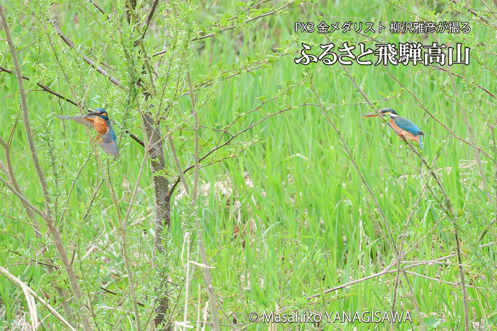 春の高山祭（山王祭）　撮影・柳沢雅彦