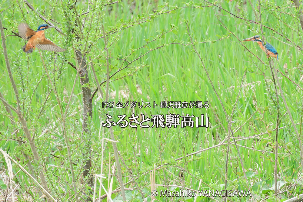 春の高山祭（山王祭）　撮影・柳沢雅彦