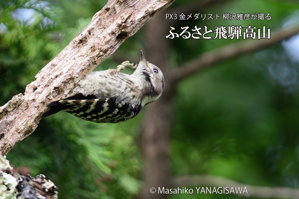 　撮影・柳沢雅彦