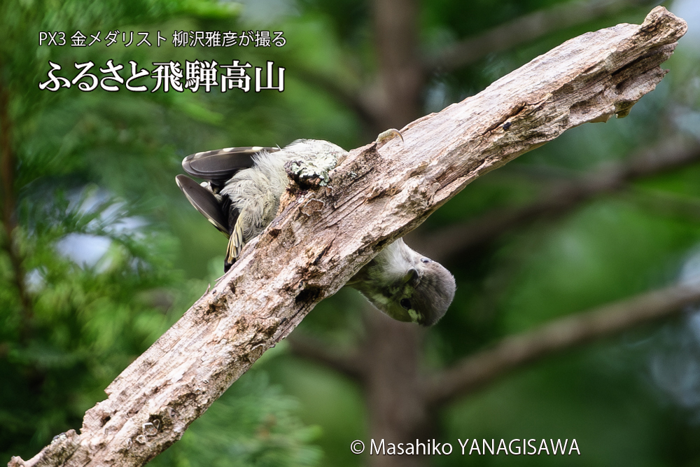 　撮影・柳沢雅彦