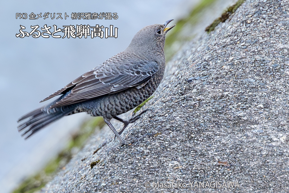 　撮影・柳沢雅彦