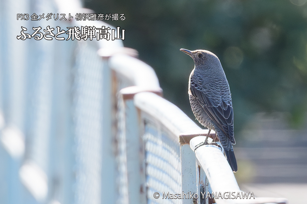 　撮影・柳沢雅彦