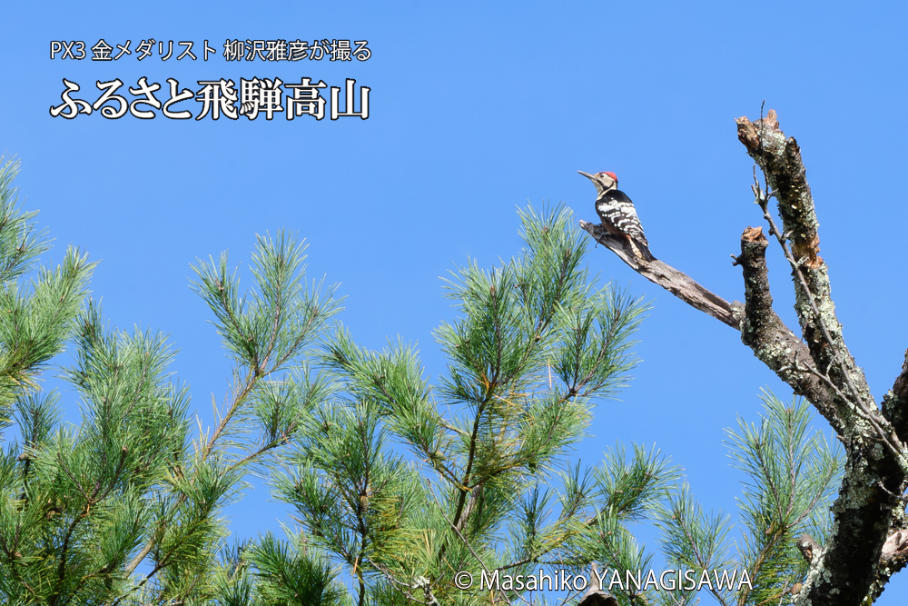 　撮影・柳沢雅彦