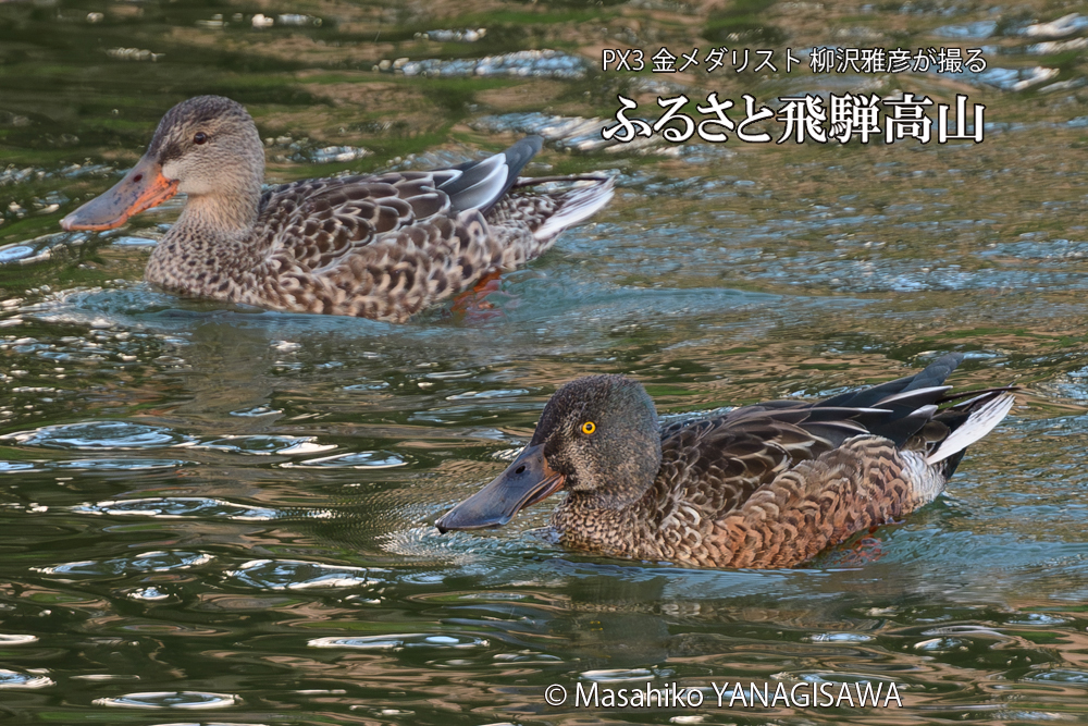 　撮影・柳沢雅彦