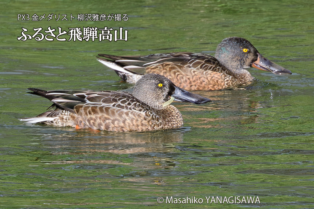 　撮影・柳沢雅彦