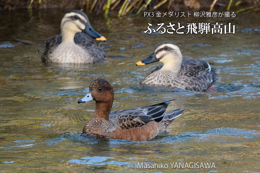 　撮影・柳沢雅彦