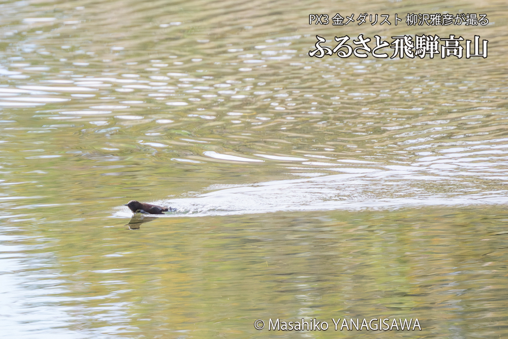 　撮影・柳沢雅彦