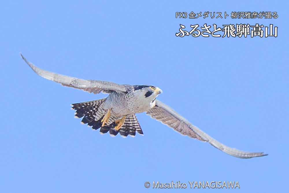 　撮影・柳沢雅彦