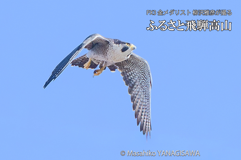 　撮影・柳沢雅彦