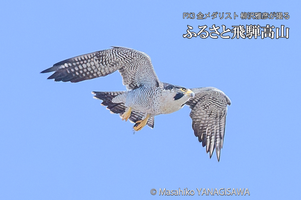 　撮影・柳沢雅彦