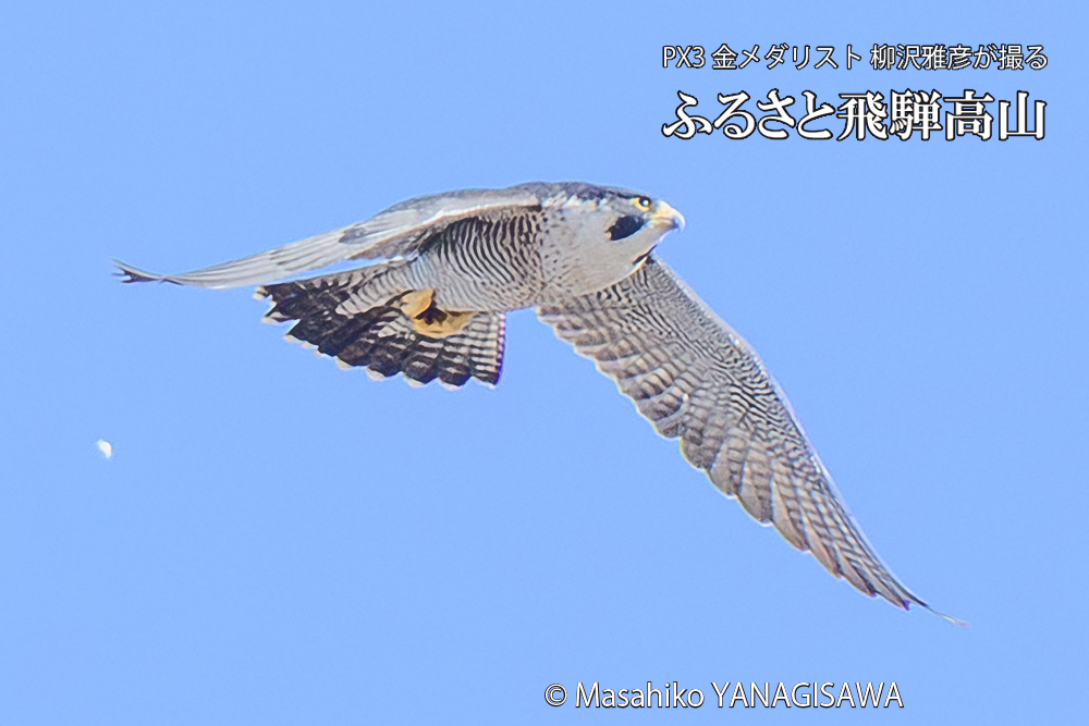 　撮影・柳沢雅彦