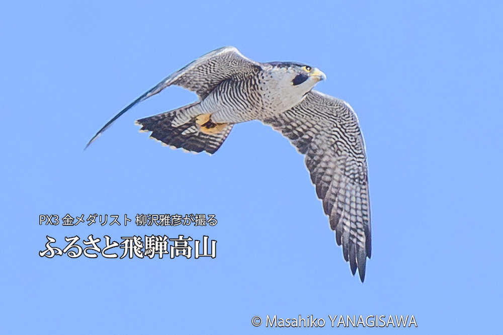 　撮影・柳沢雅彦