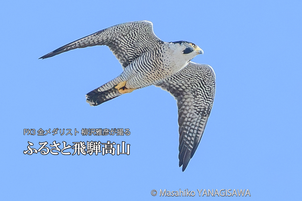 　撮影・柳沢雅彦