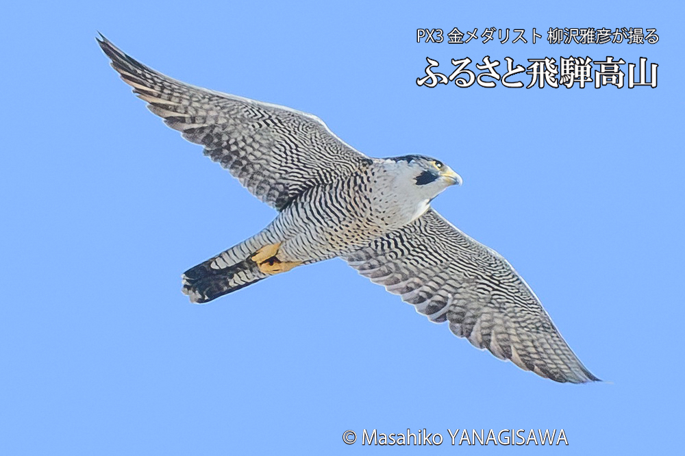 　撮影・柳沢雅彦