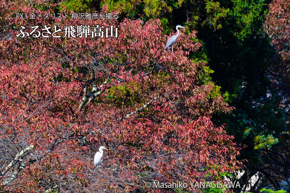 　撮影・柳沢雅彦