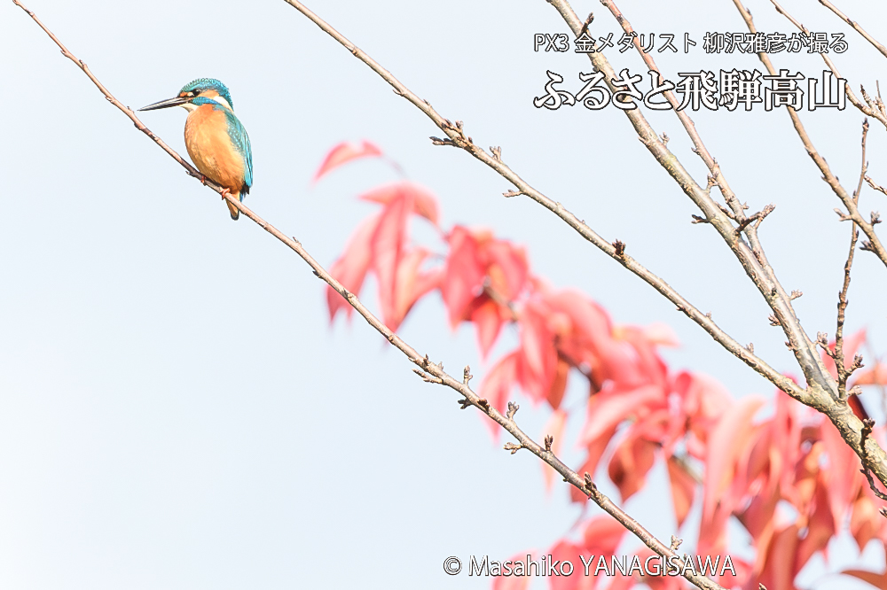 　撮影・柳沢雅彦