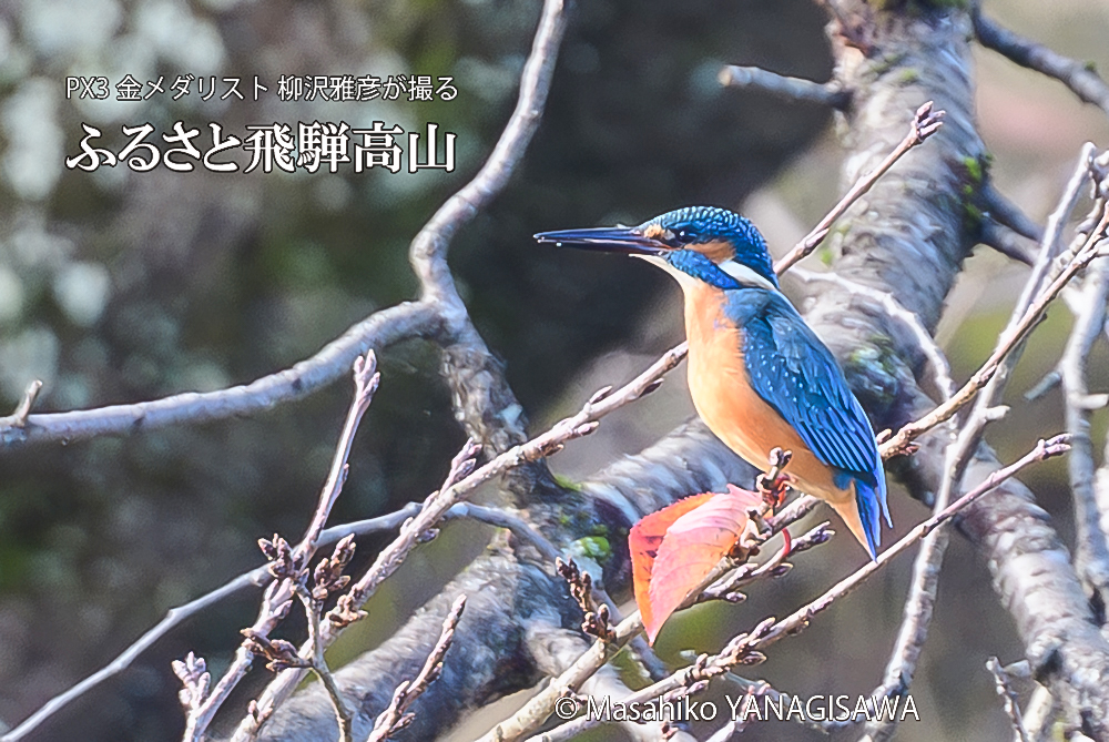 　撮影・柳沢雅彦