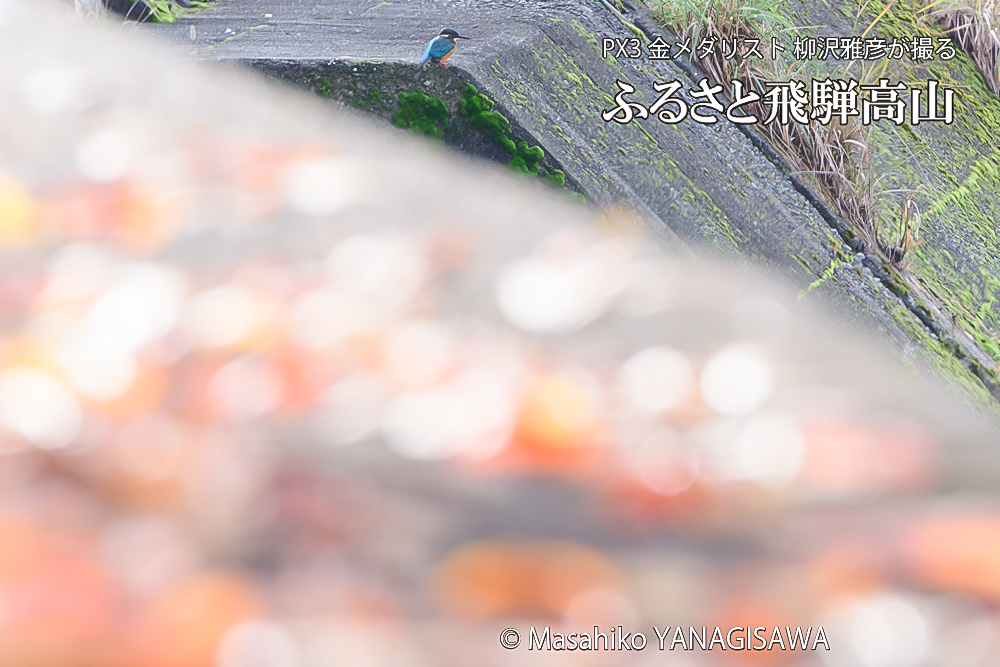 　撮影・柳沢雅彦