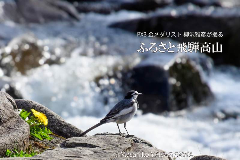 春の飛騨高山(ハクセキレイとタンポポ)　撮影・柳沢雅彦