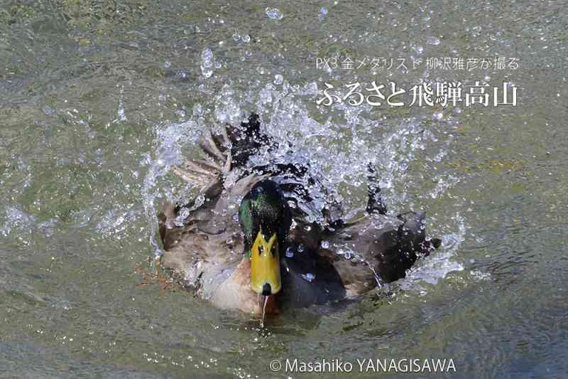 春の飛騨高山(マガモの水浴び)　撮影・柳沢雅彦