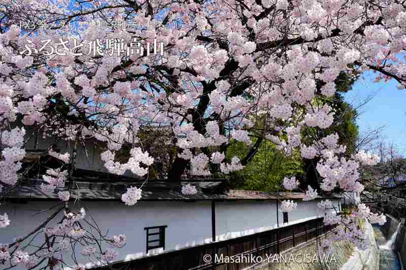 桜で彩られた春の飛騨高山　撮影・柳沢雅彦