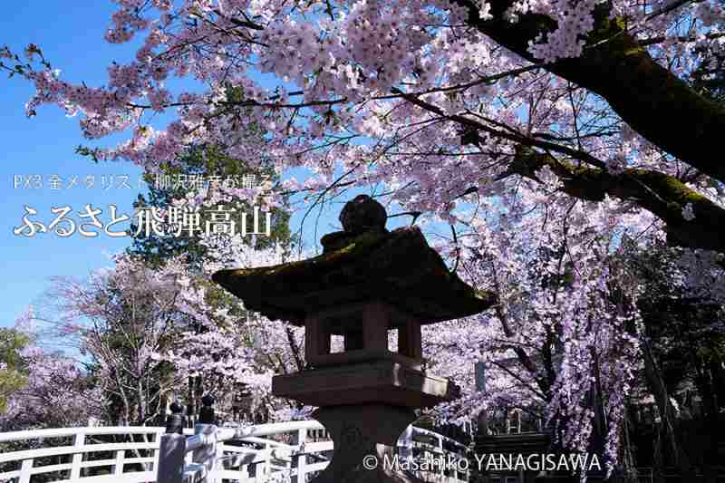 桜で彩られた春の飛騨高山　撮影・柳沢雅彦