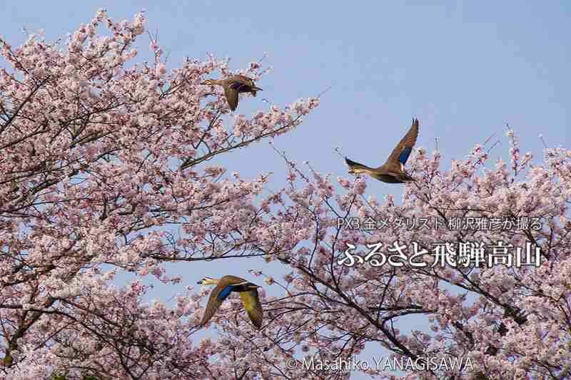 桜で彩られた春の飛騨高山(カルガモ)撮影・柳沢雅彦