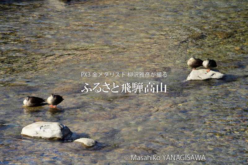 春の飛騨高山(カルガモ)　撮影・柳沢雅彦