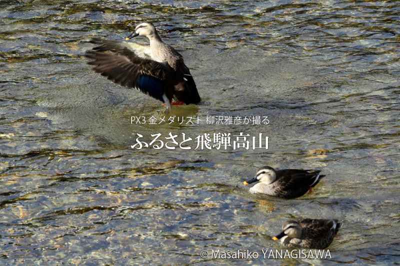 春の飛騨高山(カルガモ)　撮影・柳沢雅彦