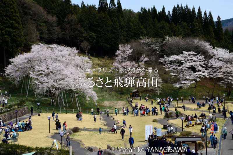 桜で彩られた春の飛騨高山　撮影・柳沢雅彦