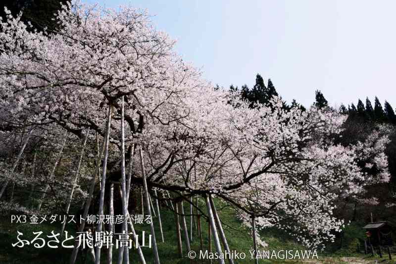 桜で彩られた春の飛騨高山　撮影・柳沢雅彦