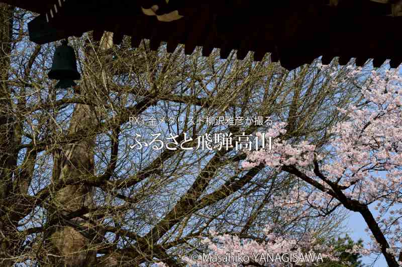 桜で彩られた春の飛騨高山　撮影・柳沢雅彦