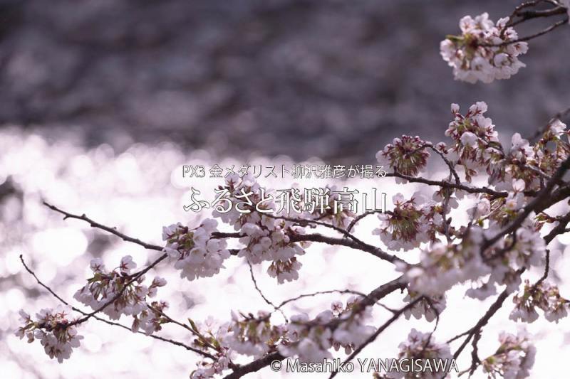 桜で彩られた春の飛騨高山　撮影・柳沢雅彦