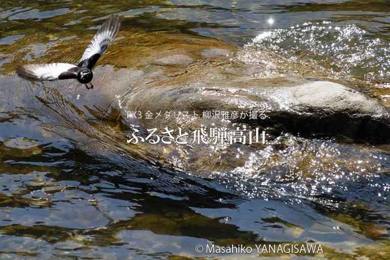 春の飛騨高山(セグロセキレイ)　撮影・柳沢雅彦