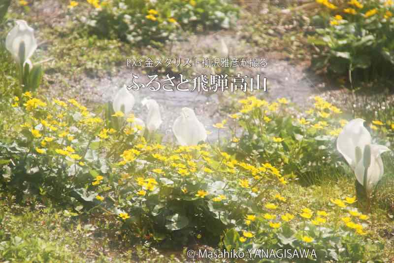 春の飛騨高山(ミズバショウ)　撮影・柳沢雅彦