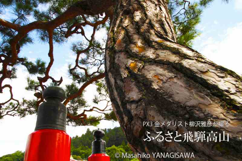 春の飛騨高山　撮影・柳沢雅彦