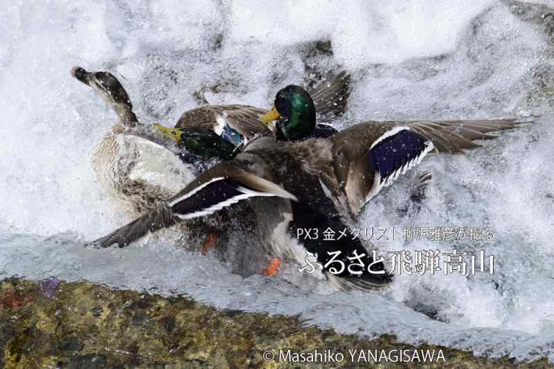 １羽の雌をめぐって激しい争奪戦を繰り広げるマガモの雄２羽　撮影・柳沢雅彦