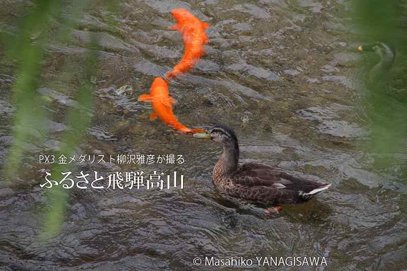 夏の飛騨高山(緋鯉と戯れるカルガモ)　撮影・柳沢雅彦