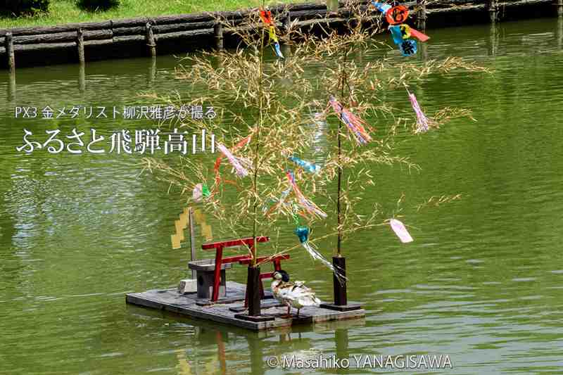 夏の飛騨高山(野鳥神社の七夕飾り)　撮影・柳沢雅彦